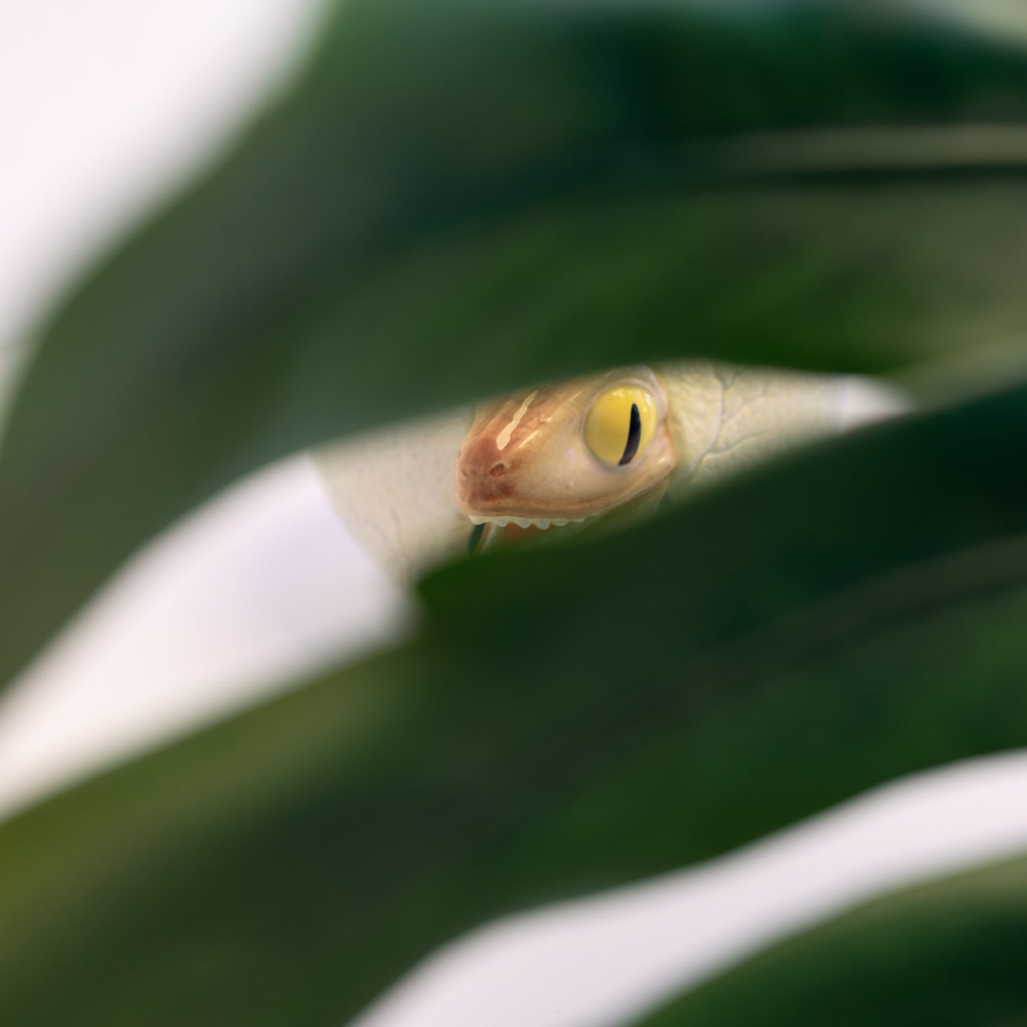 Bowl 3D Jurassic Park