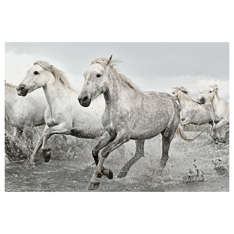 Poster White Horses