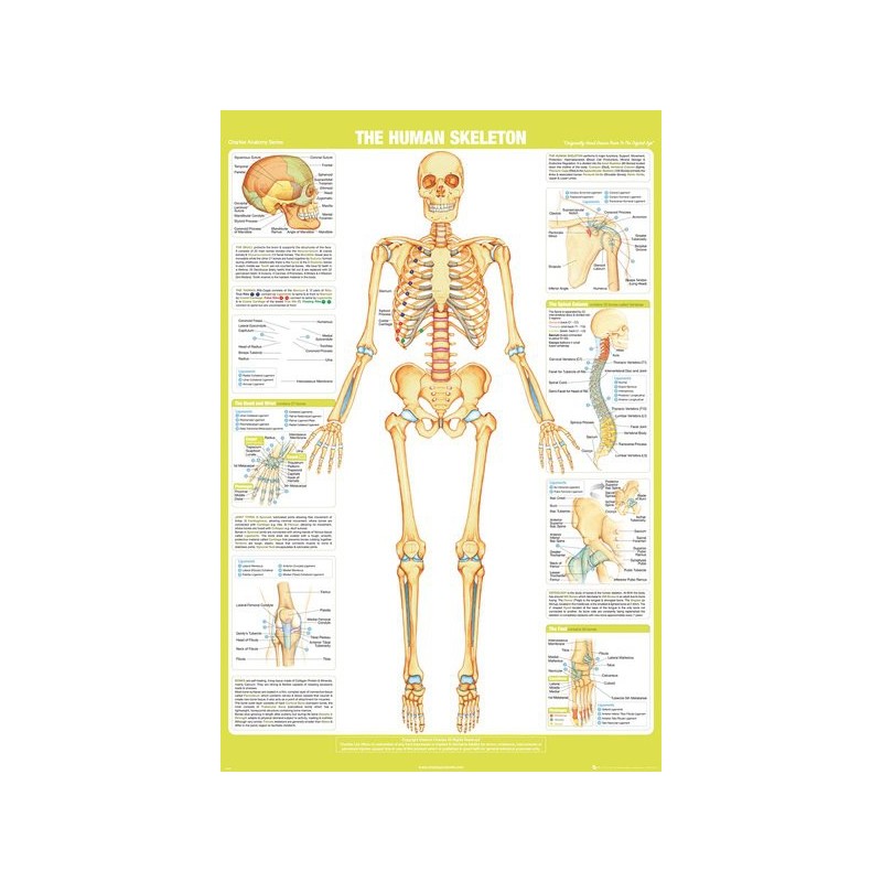 Poster The Human Skeleton