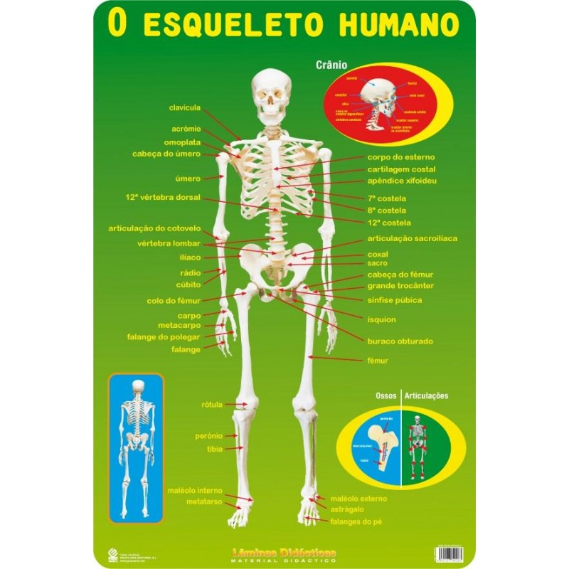 Lâminas Educativas O esqueleto Portugal
