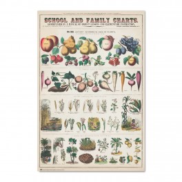 Poster Fruits And Vegetables