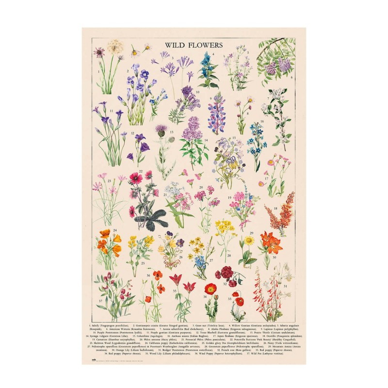 Poster Botanical Wild Flowers