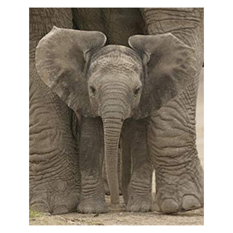 Miniposter Baby Elefante
